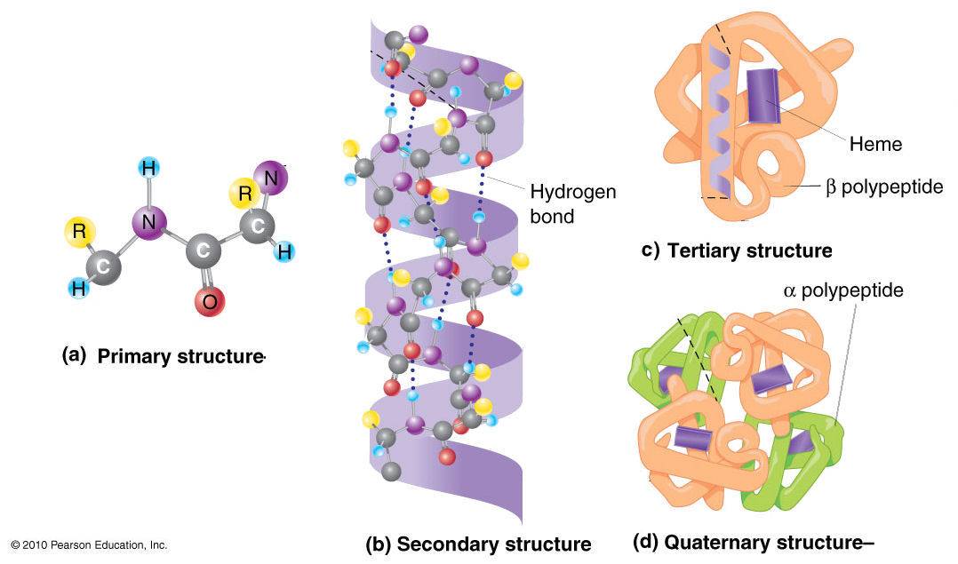 protein structure