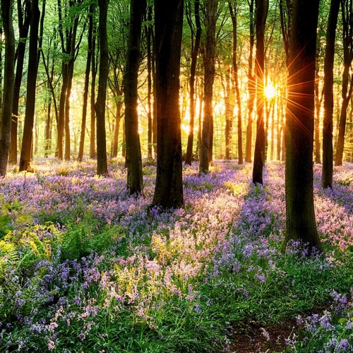 Flourishing & shining forest propagate life ,& living energy