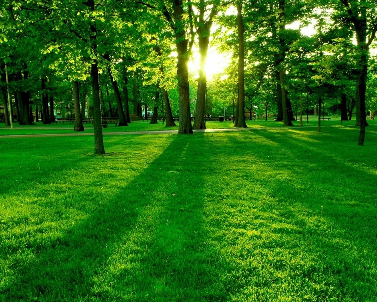 Green forest cover is the major element of our ecosystem,hence,needs to be protected.