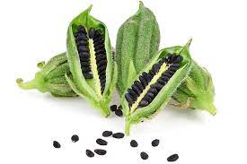 sesame black seeds with pods