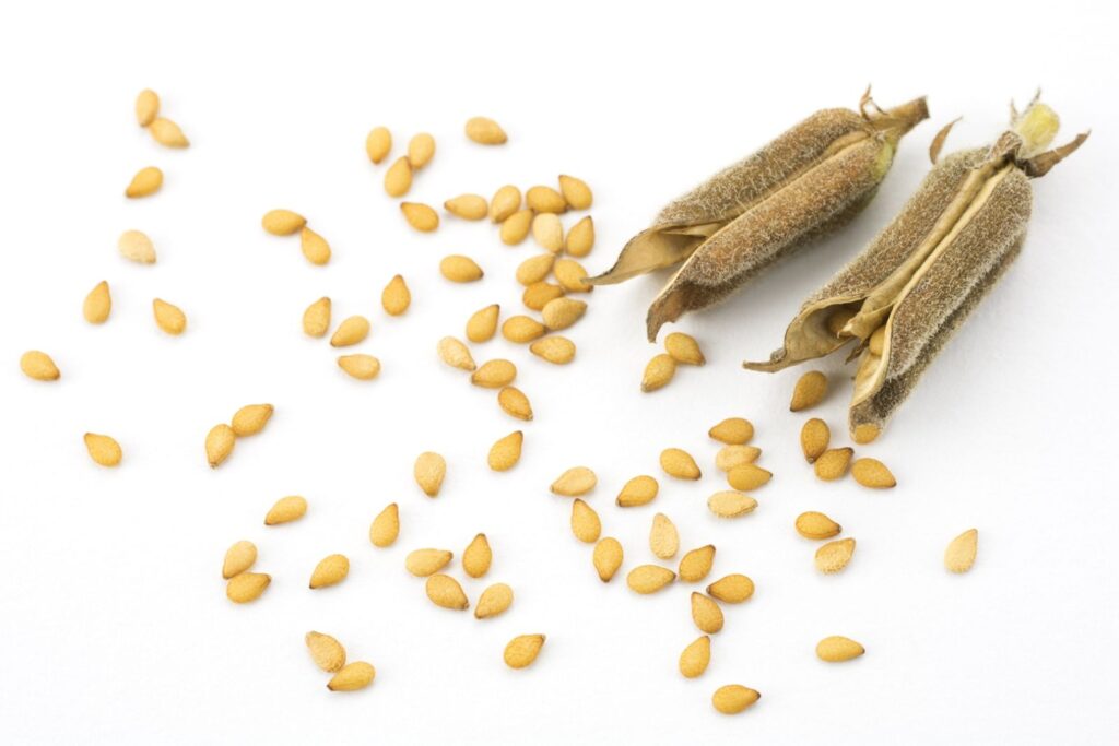 white sesame seeds with pods